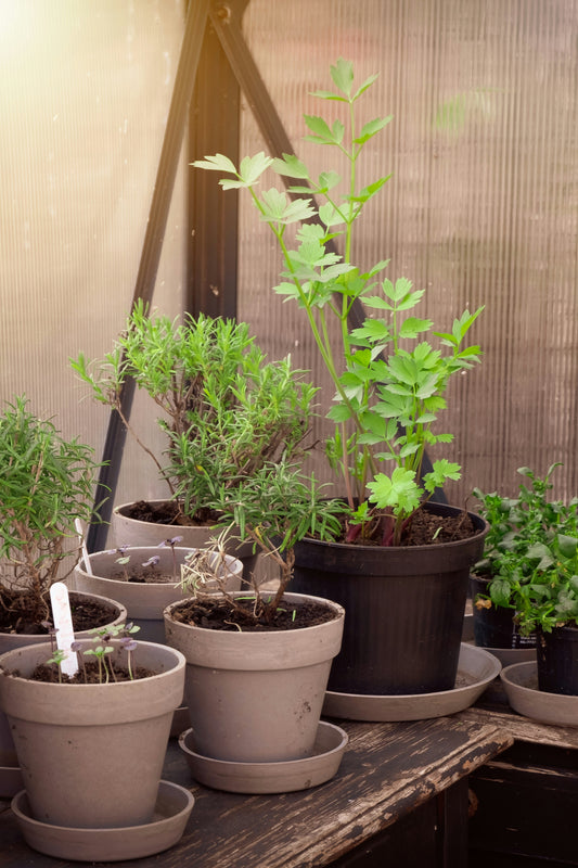 From Seed to Salad: A Beginner's Guide to Starting Your Herb Garden