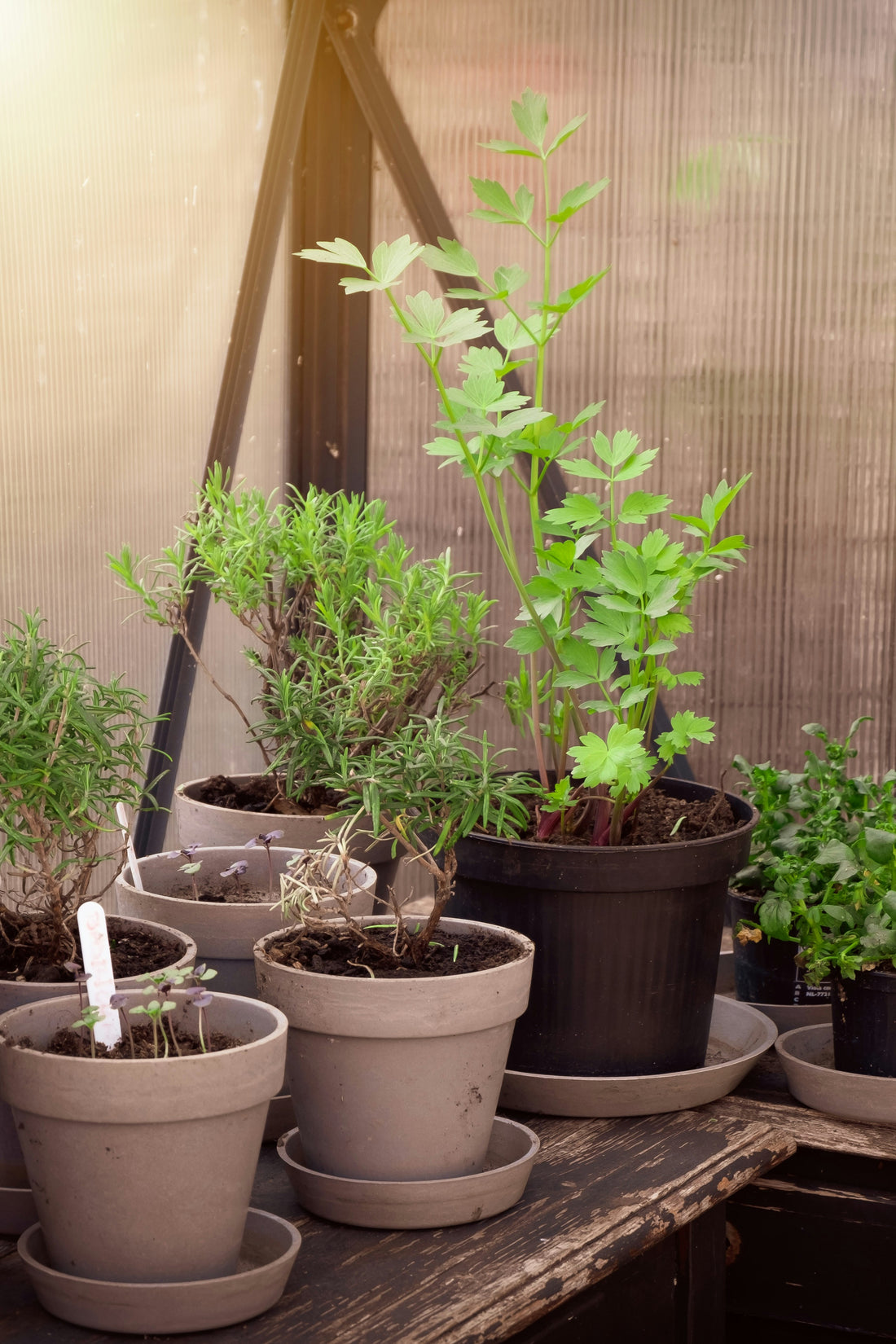 From Seed to Salad: A Beginner's Guide to Starting Your Herb Garden